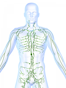 Lymphatic system showing lymph nodes of a human body.