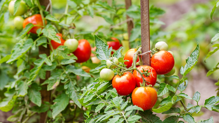 Tomato plants are easy to grow and remarkably productive. Tomatoes are long-season, heat-loving plants. They can grow in pots just about anywhere you have a sunny spot — no garden bed required.