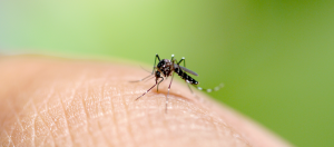 Mosquito on hand