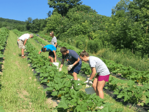 Youth from the St. Charles-St. Ann’s Youth Ministry Group volunteering at Matthew 25 Farm. photo provided.
