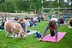 yoga with goats