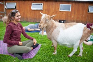 yoga with goats