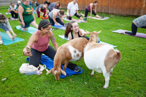 yoga with goats