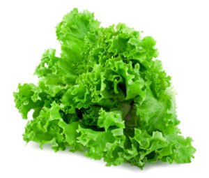 lettuce