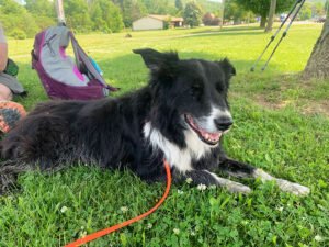 This column is in memory of my border collie Boomer who died in February 2021 at the age of 14. He had a long and happy life of walks, rambles, hikes, camping trips and fetch sessions. He even spent 10 years as a certified search and rescue dog. He was active until the last week of his life, when his heart failed.